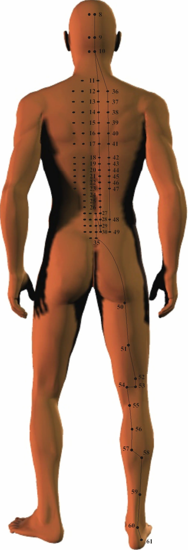 Bladder Meridian 2