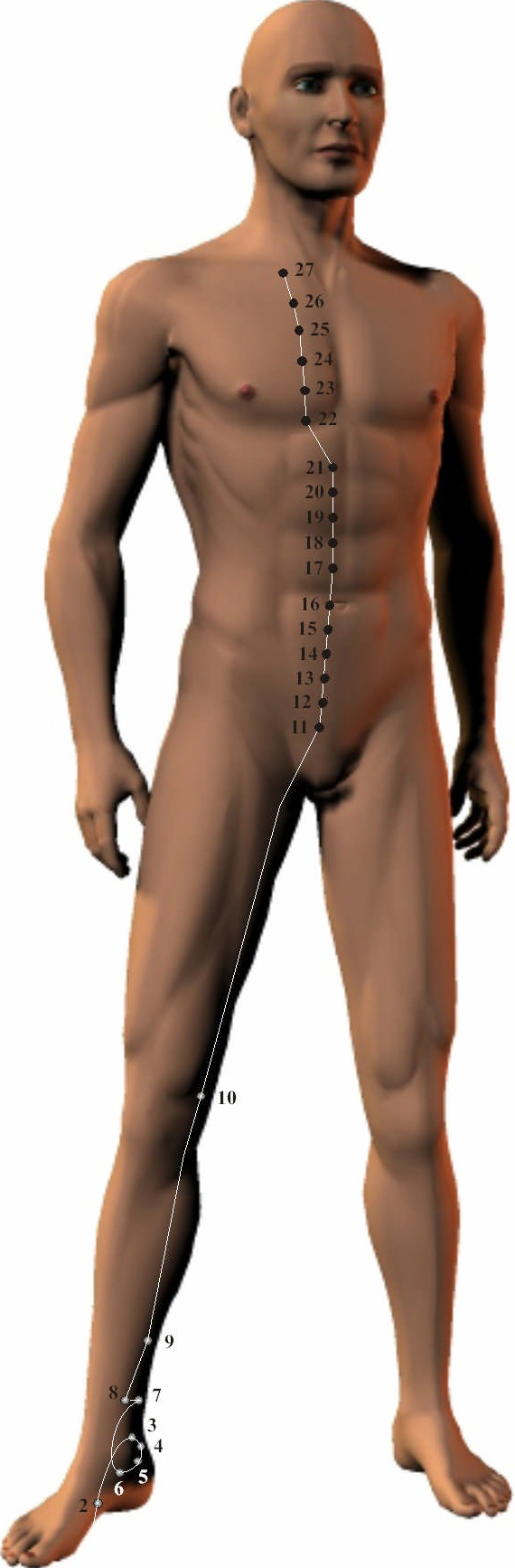 Kidney Meridian 2