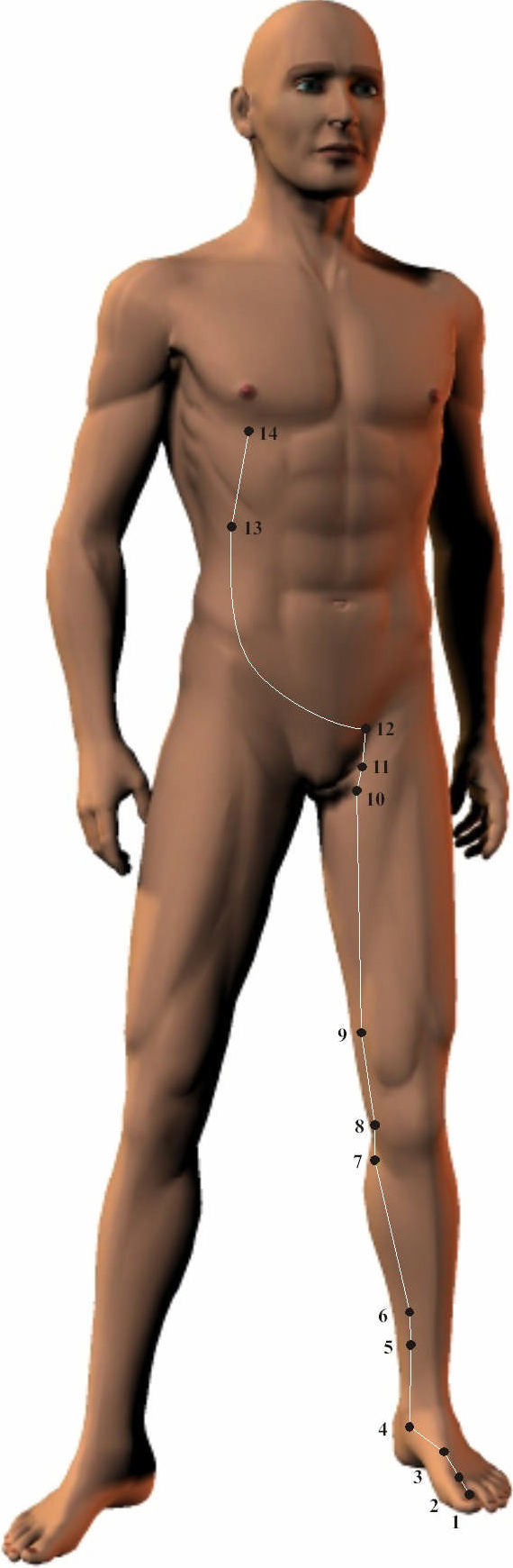 Liver Meridian