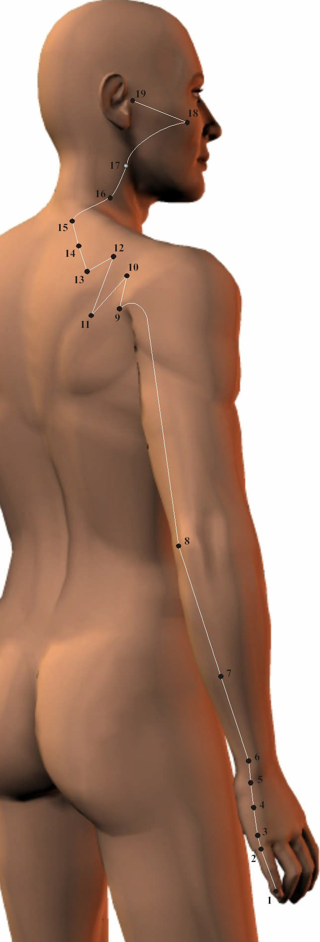 Small Intestine Meridian