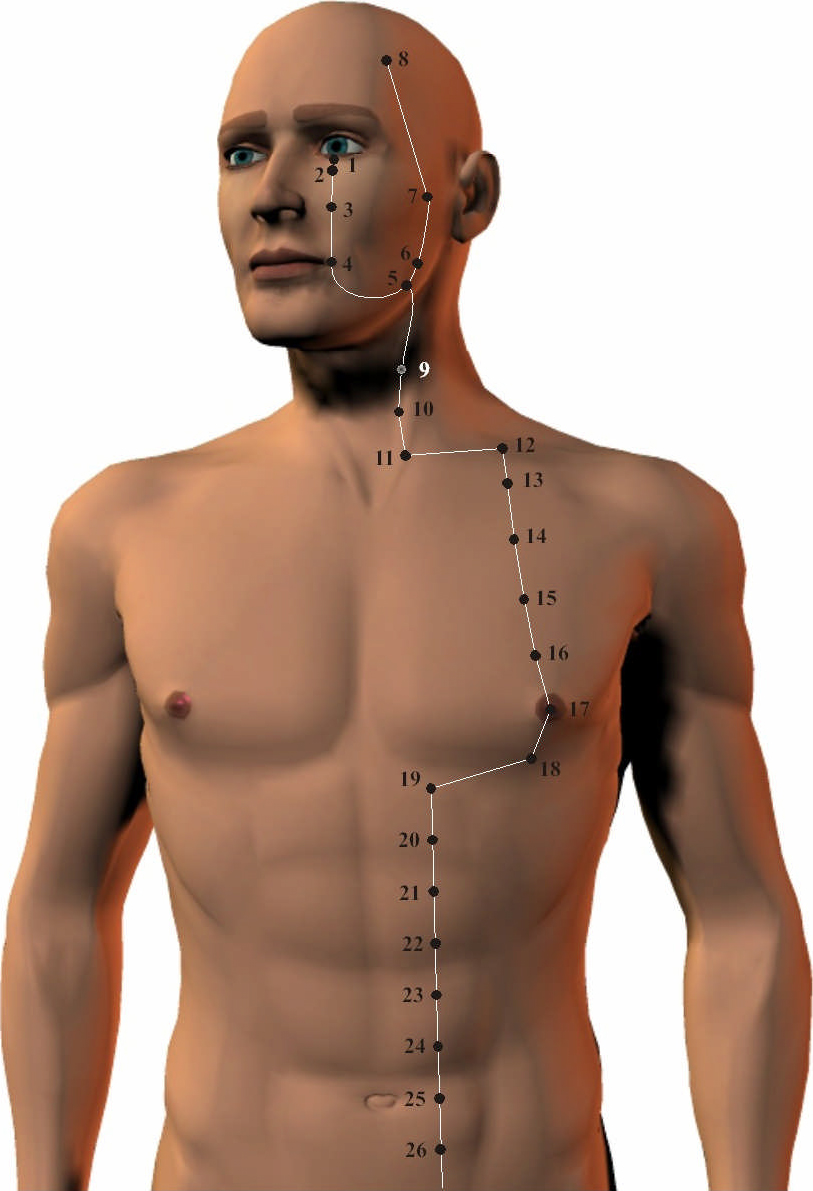 Stomach Meridian 1