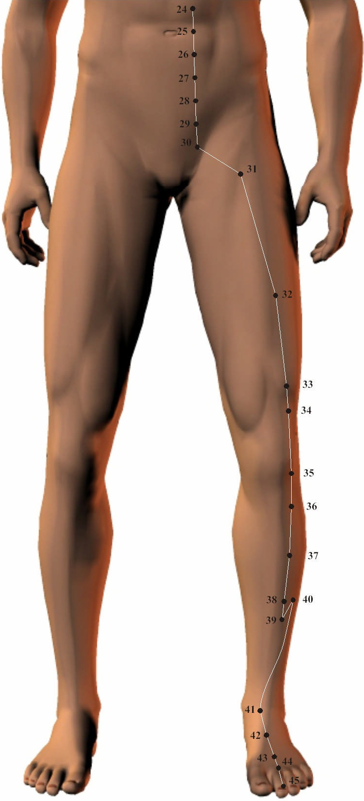 Stomach Meridian 2